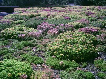 Vorteile der Dachbegrünung: bessere Wärmedämmung, Regenwasserrückhalt und nachhaltige Verbesserung des Stadtklimas.