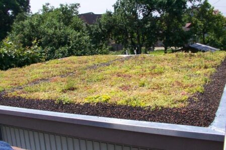 Ein Sedumdach bietet eine langlebige, pflegearme Dachbegrünung mit widerstandsfähigen Sedum-Pflanzen – ideal für private, gewerbliche und kommunale Dächer.