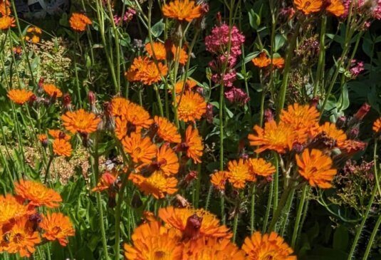 Planung intensiver Dachbegrünungen mit Fokus auf Nutzbarkeit, Artenvielfalt und nachhaltiger Flächengestaltung für anspruchsvolle Bauprojekte.