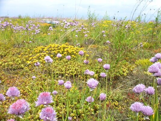 Dachbegrünung mit verschidenen Stauden für die Dachbegrünung, für ein schöneres Blühbild. Diese ist auch Insektenfreundlicher.