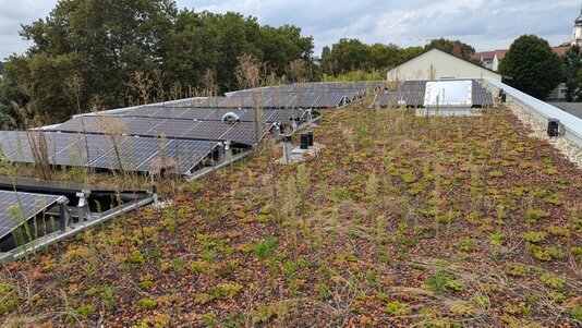 Fehlerhaft ausgeführte Kombination aus Dachbegrünung und Photovoltaikanlage; falsch platzierte Sedum‑Bepflanzung und unzureichende Abstände beeinträchtigen Effizienz und Wartung der PV‑Module.
