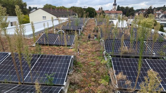Fehlerhafte Ausführung einer kombinierten Dachbegrünung mit Photovoltaikanlage; unpassende Pflanzenhöhe und mangelhafte Modulabstände führen zu Verschattung und eingeschränkter Wartung.