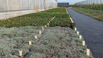 Dachstauden Pflegeleichte Stauden‑Dachbegrünung auf extensivem Gründach, regional produziert und nachhaltig mit Solarstrom hergestellt; klimaresistente Pflanzen für langlebige, ökologische Dachflächen.