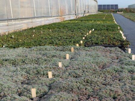 Umfassendes Zubehör für Dachbegrünungen: von Drainage über Substrat bis hin zu Vegetationsmatten.