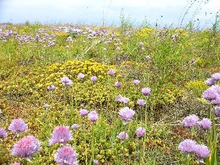 Informationen zu Fördermitteln für Dachbegrünungen zur Reduzierung von Kosten und Förderung nachhaltiger Bauprojekte.